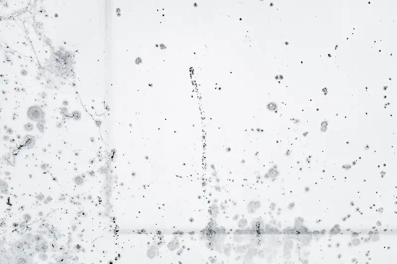 Close-up of black mold spots spreading across a white wall